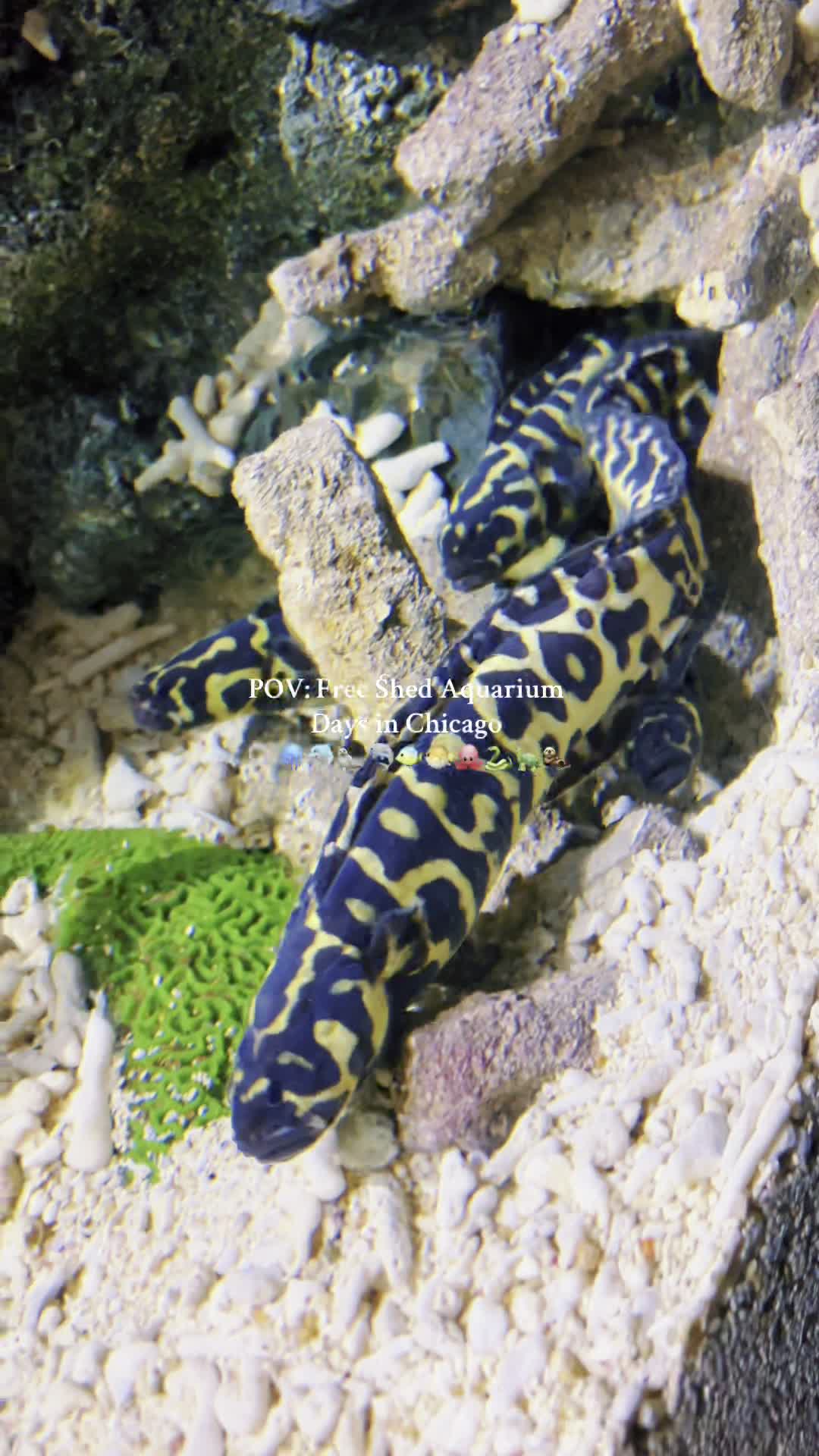 Video review of Shedd Aquarium