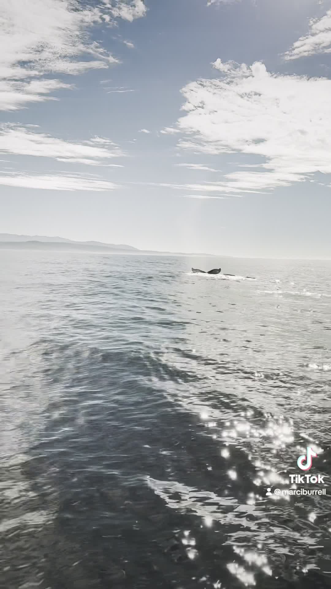 Chris' Whale Watching - Chris' Whale Watching