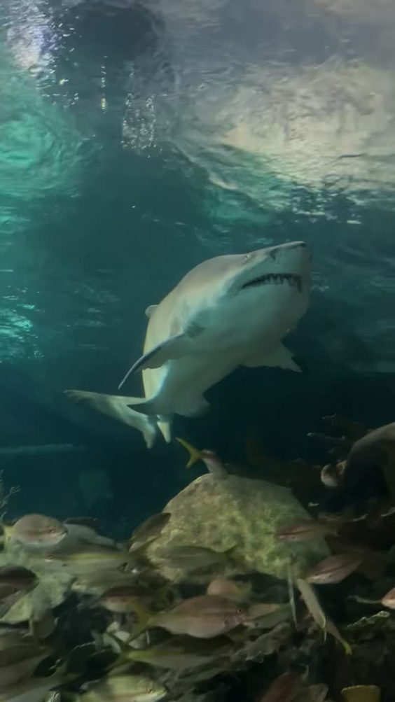 Ripley's Aquarium of the Smokies