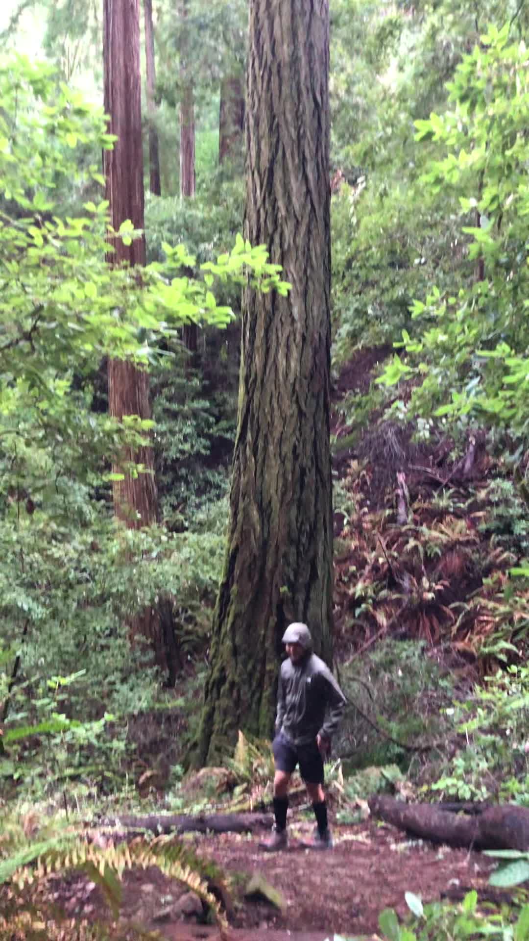 Samuel P. Taylor State Park