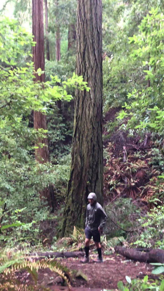 Samuel P. Taylor State Park