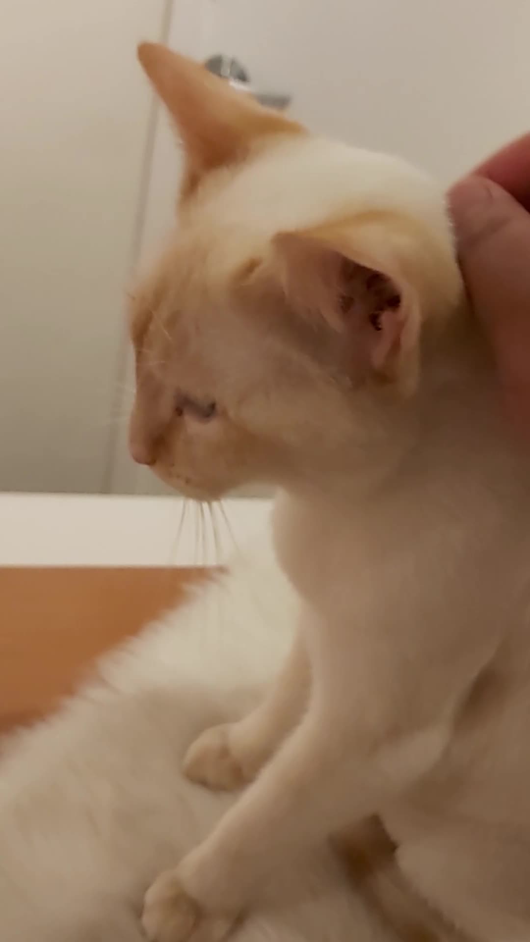 Catfé