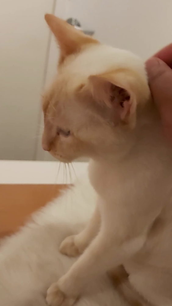 Catfé