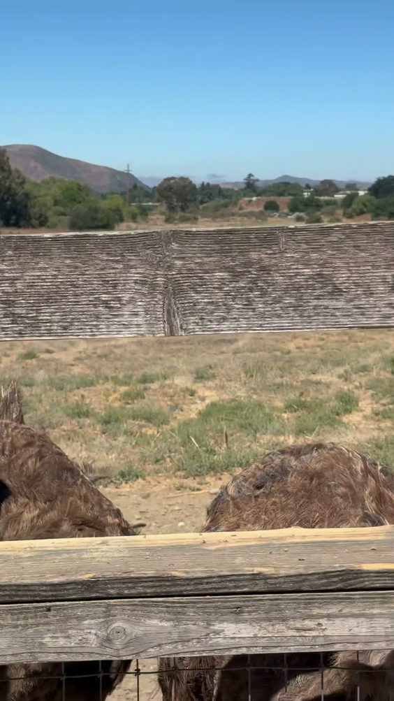 Ostrichland USA
