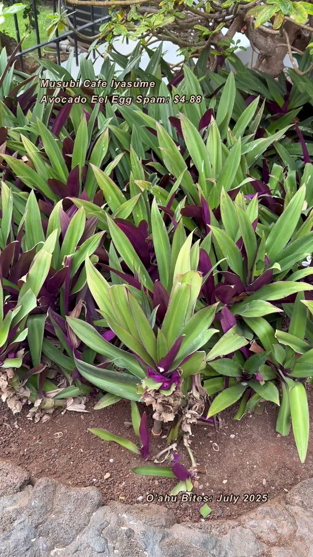 Video review of Musubi Cafe IYASUME