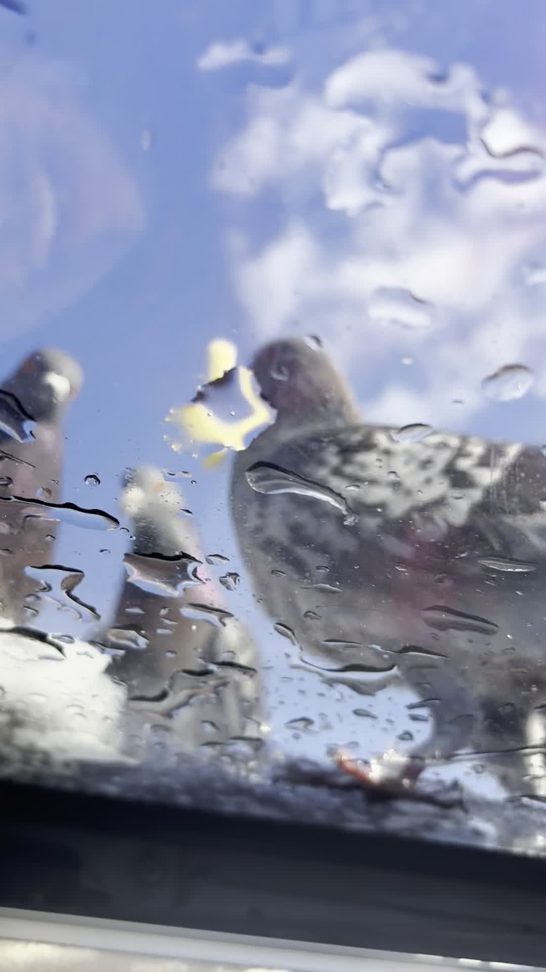 Video review of McDonald's