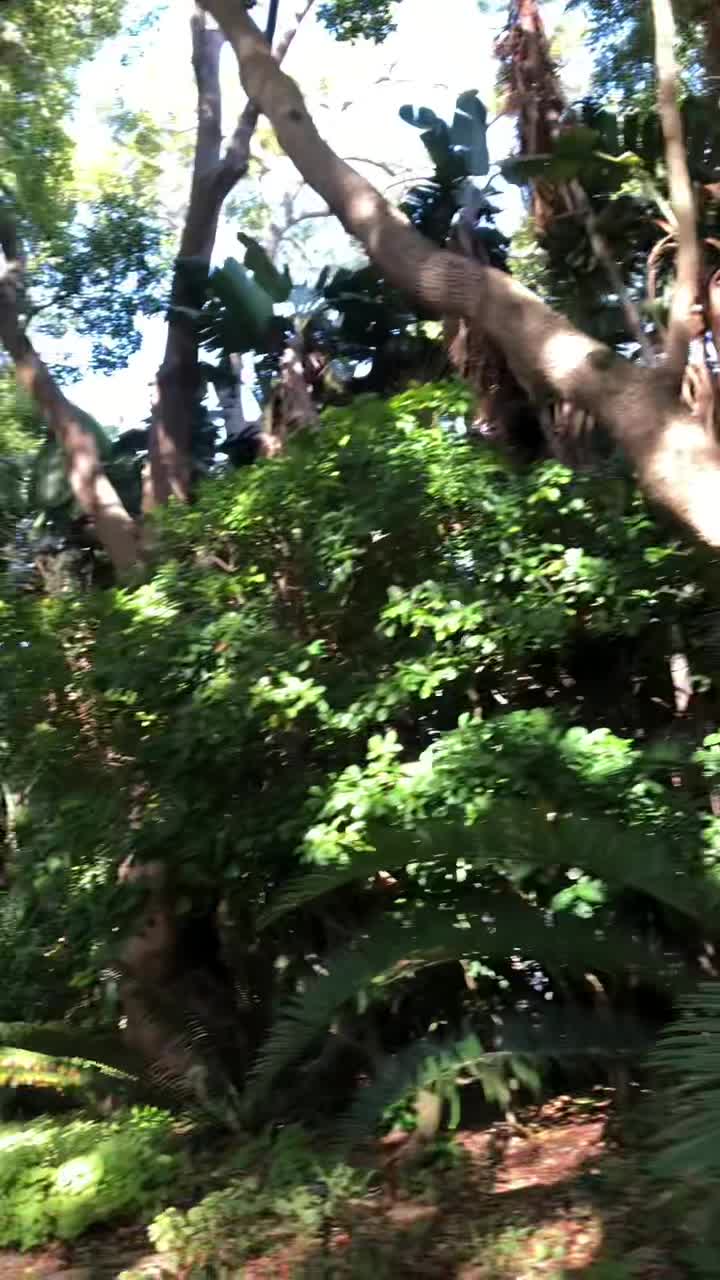 Kirstenbosch Gardens