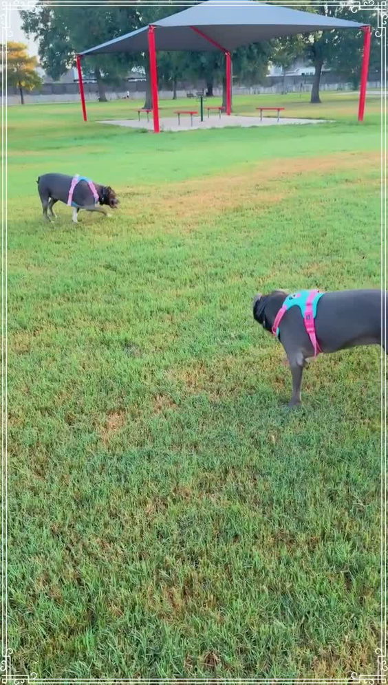 City of Katy Dog Park