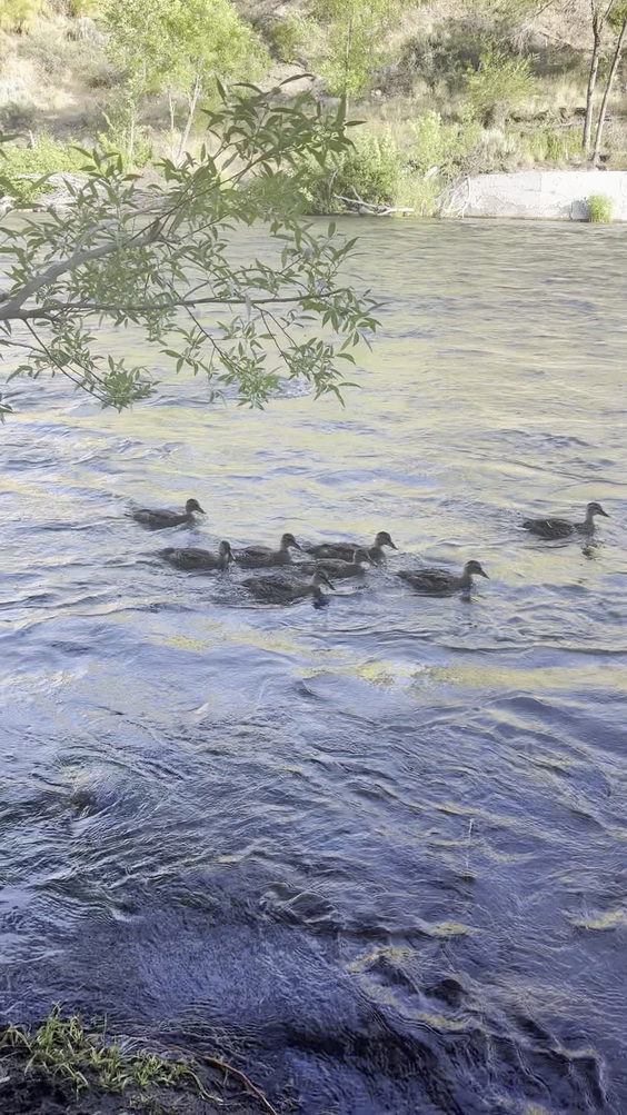 Truckee River