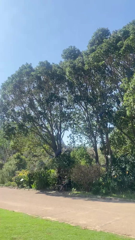 Kirstenbosch Gardens