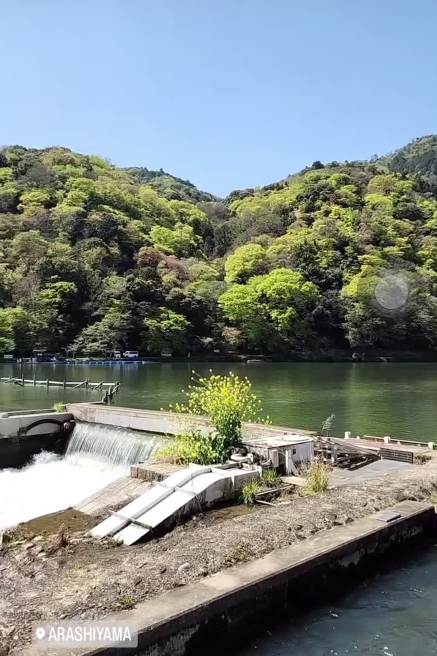 Video review of 竹林の小径 (Arashiyama Bamboo Grove)