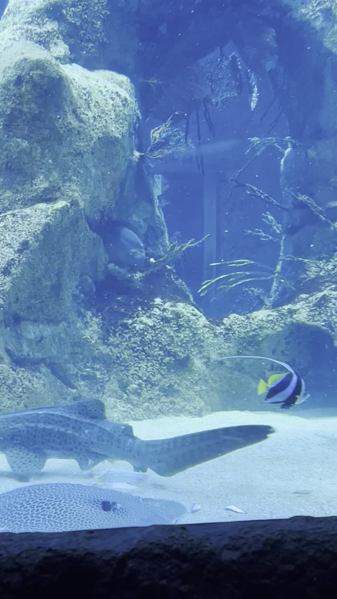 Aquarium de Biarritz