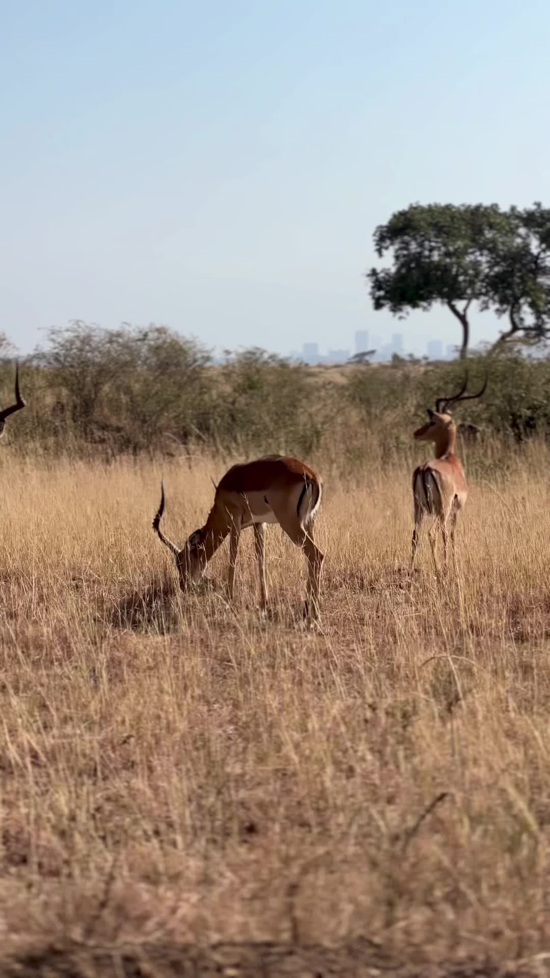 Nairobi National Park