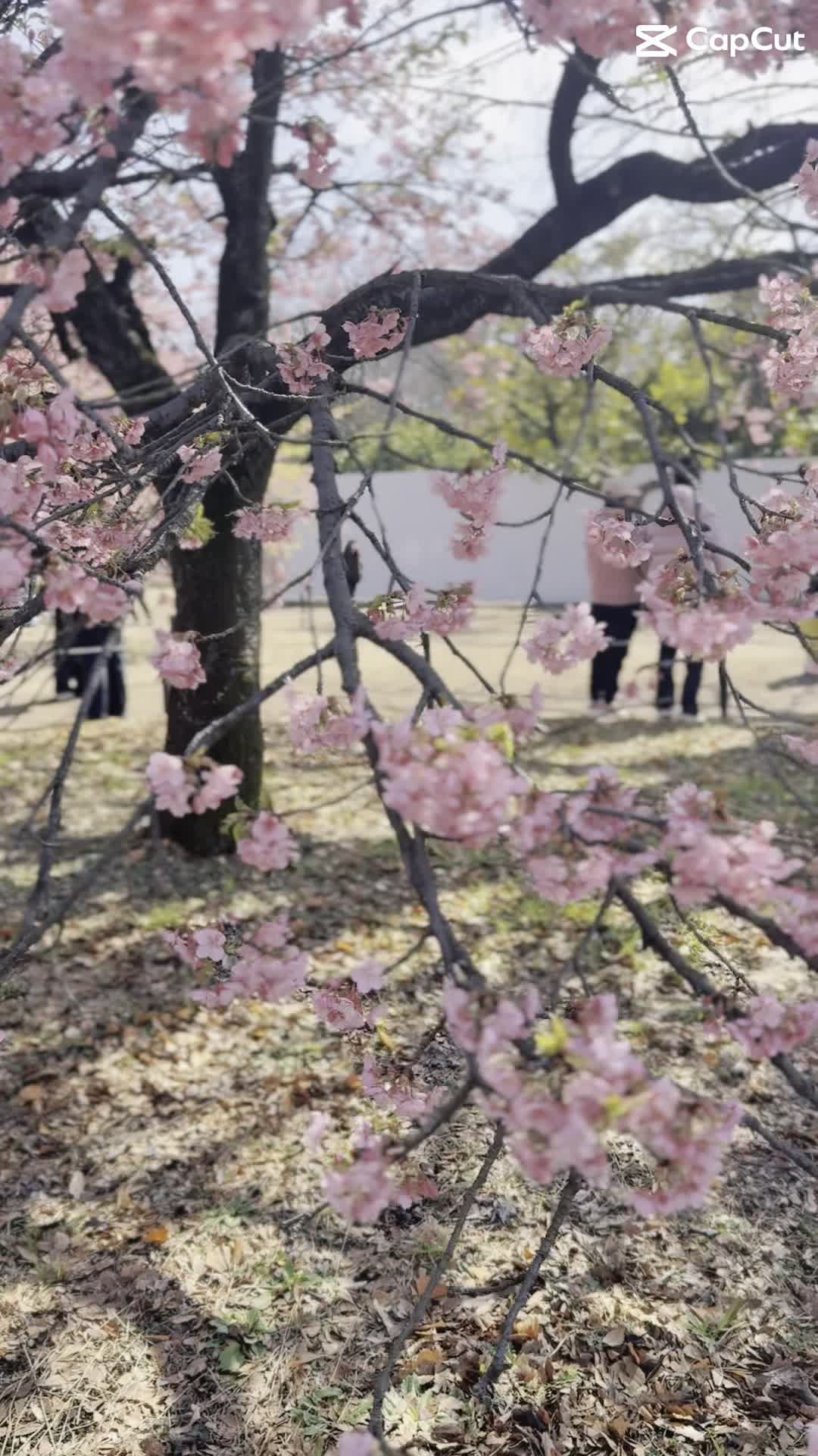 Video review of Ueno Park (上野恩賜公園)