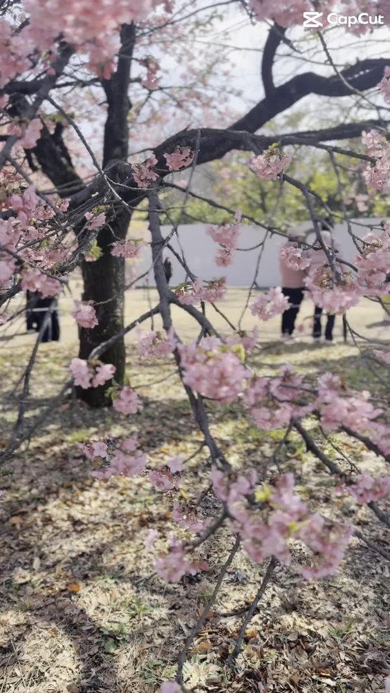 Ueno Park (上野恩賜公園)