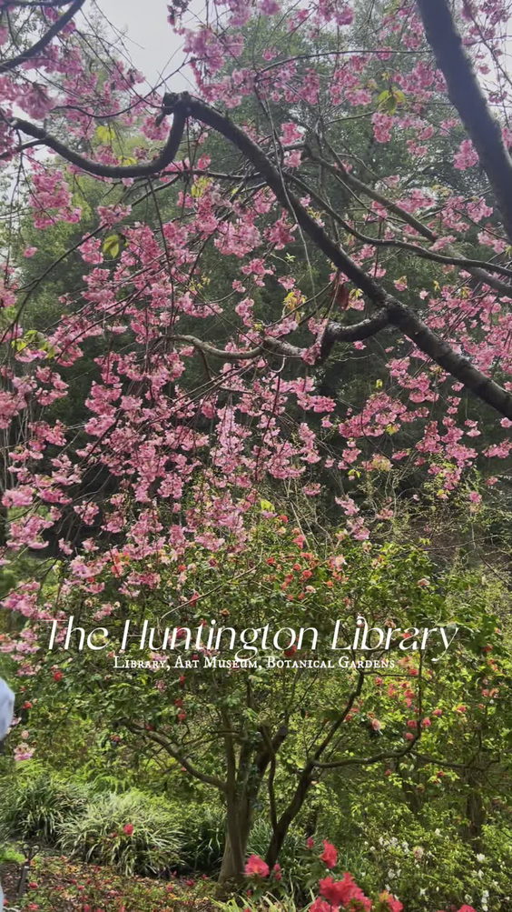 The Huntington Library, Art Collections, and Botanical Gardens