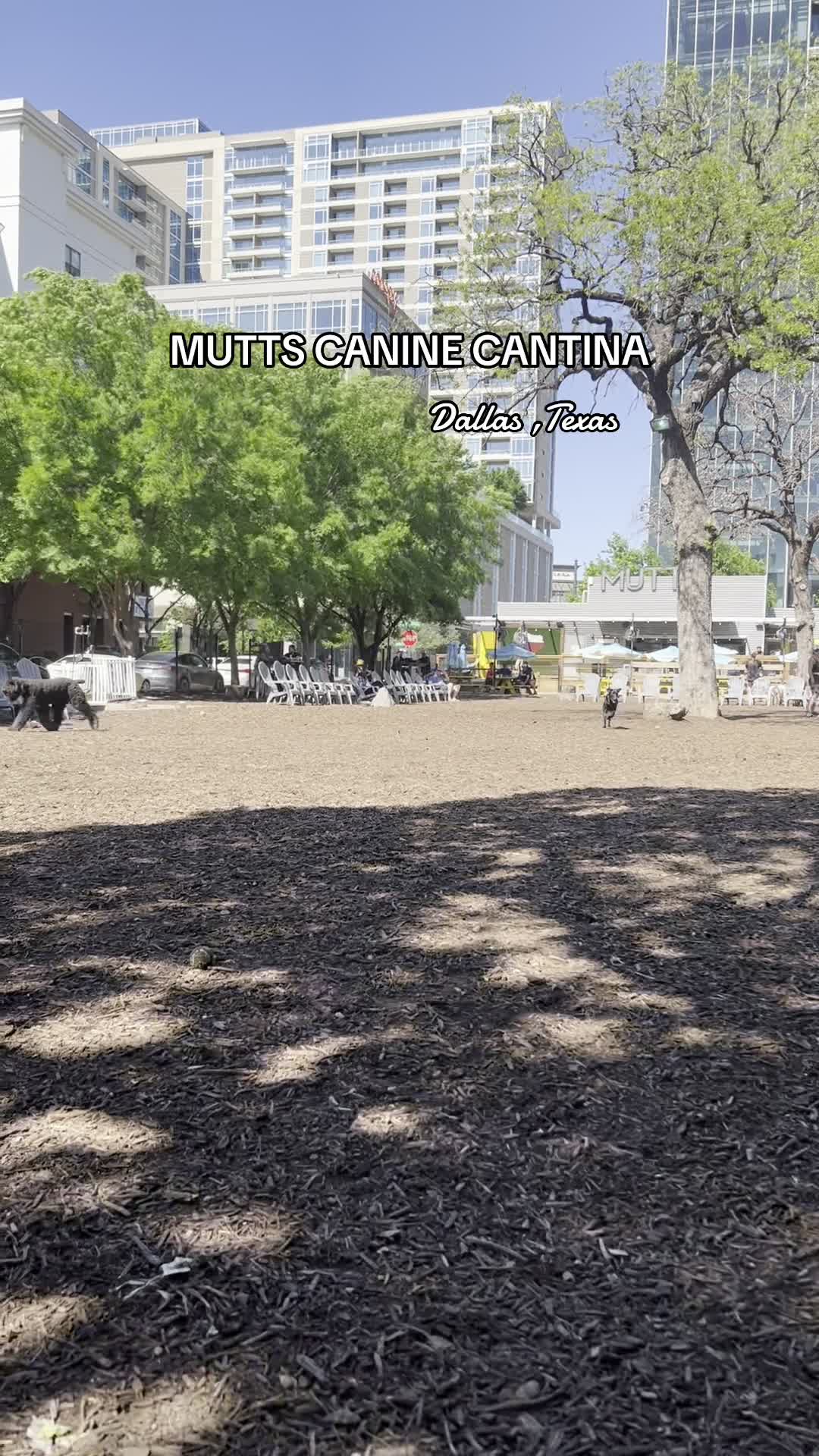 Video review of MUTTS Canine Cantina