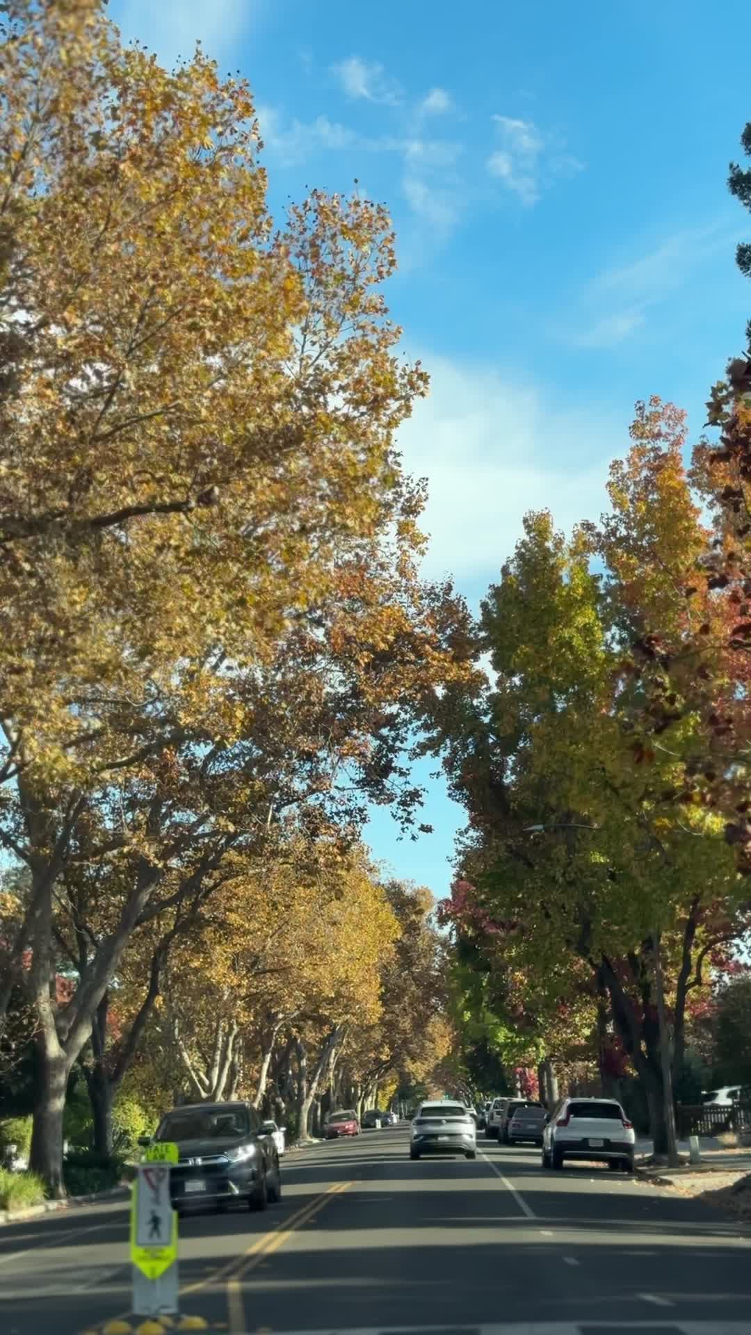 Palo alto