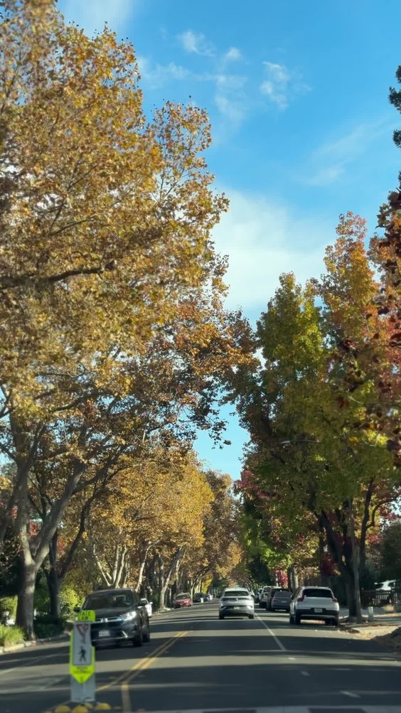 Palo alto
