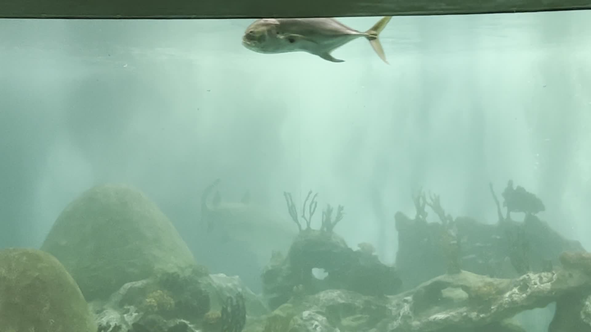OdySea Aquarium