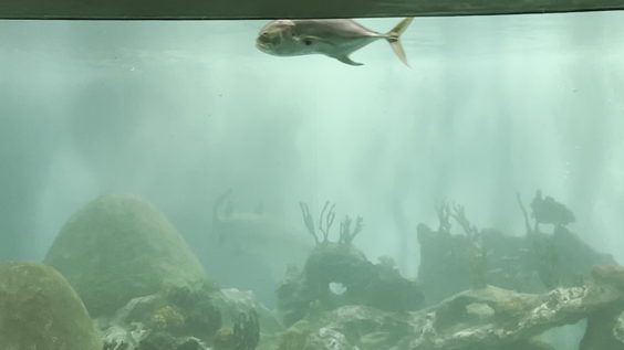 OdySea Aquarium