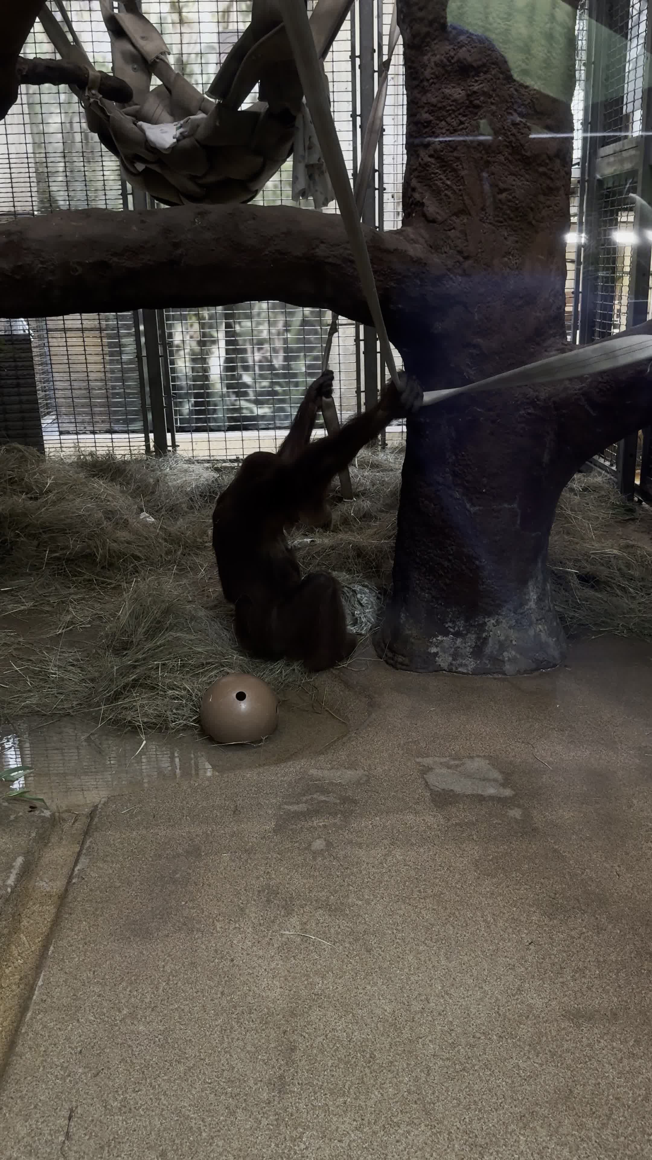 Video review of Great Ape House
