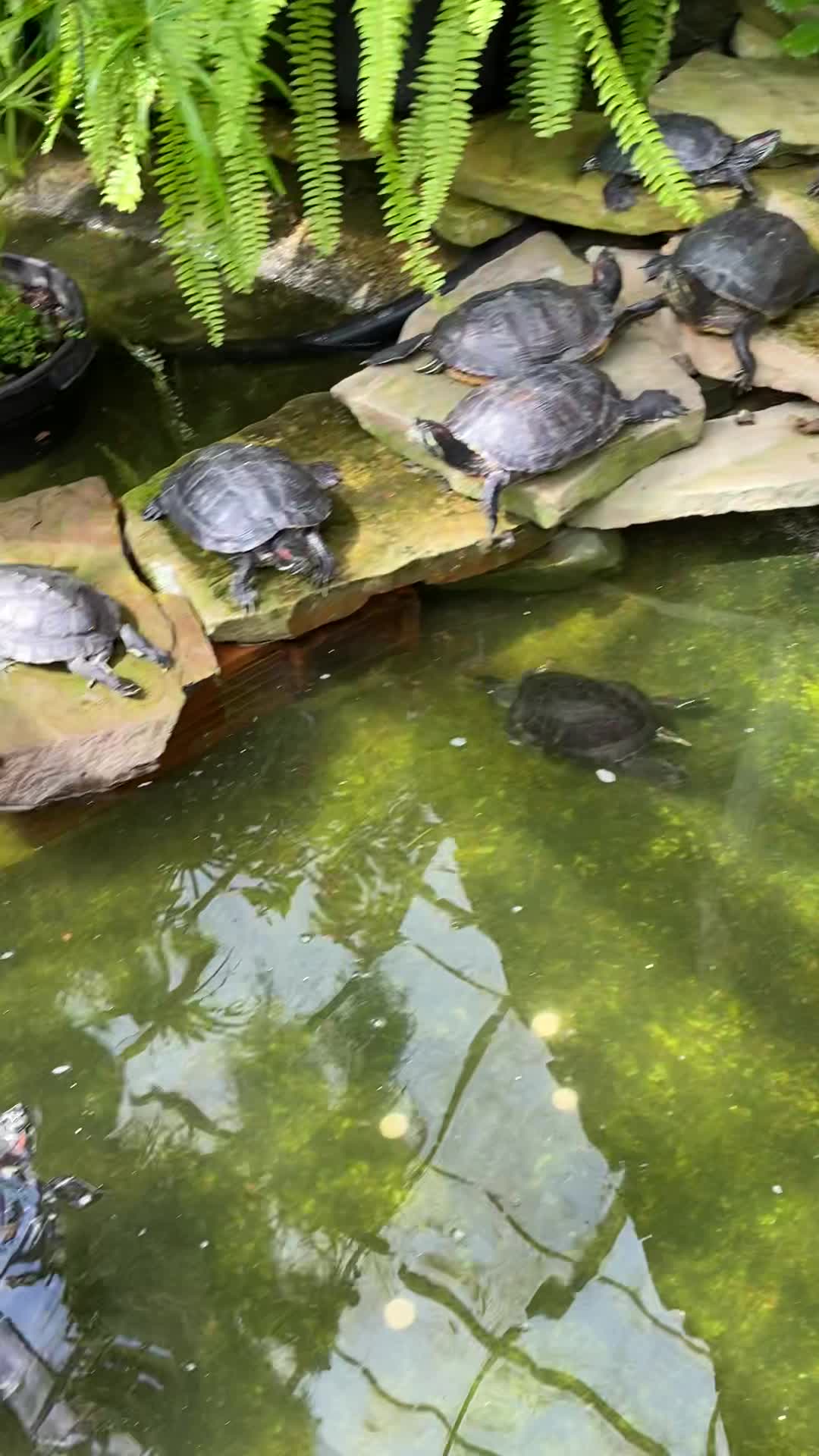 Video review of Allan Gardens