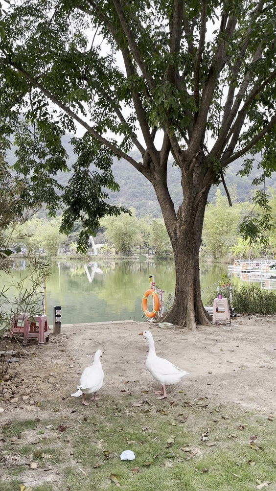 竹林源野