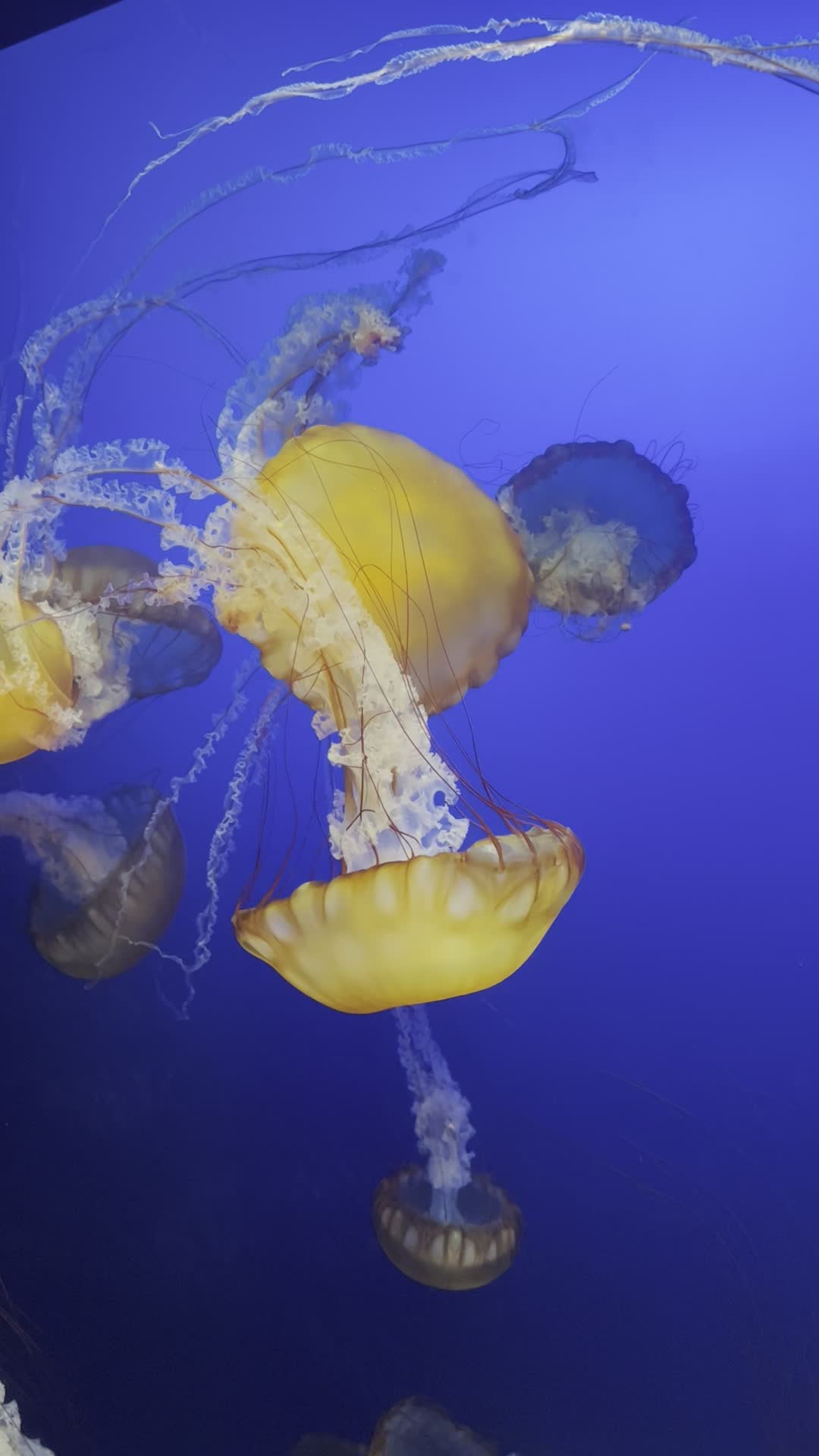 Henry Doorly Zoo and Aquarium