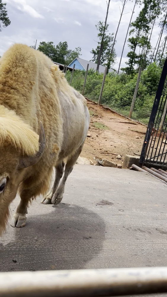 Wild Animal Safari