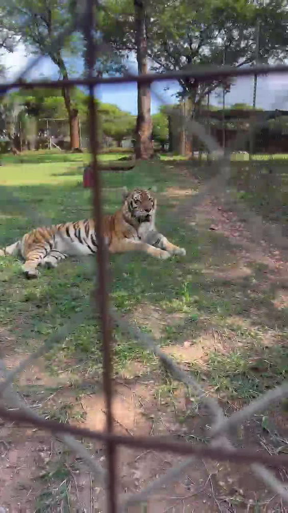 The Lion and Predator Park