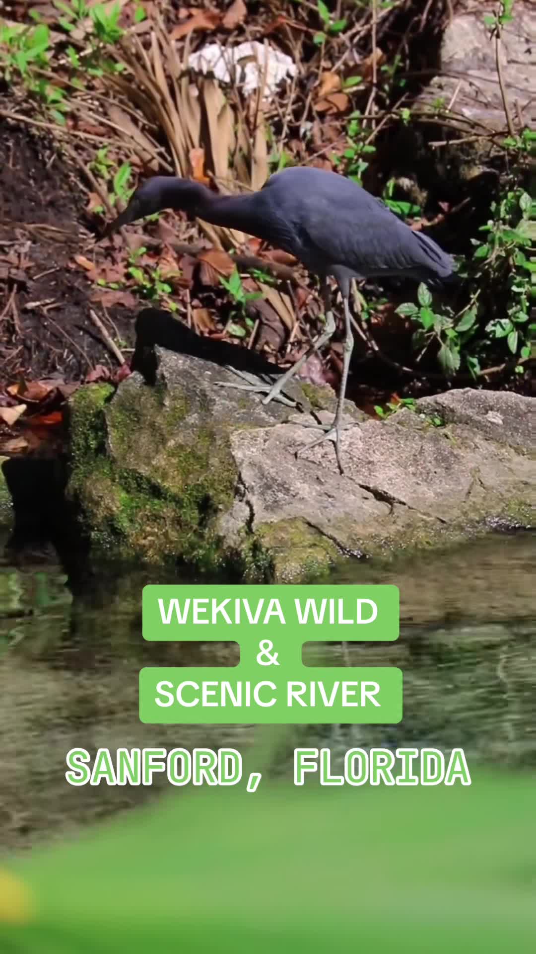 Wekiva Wild & Scenic River