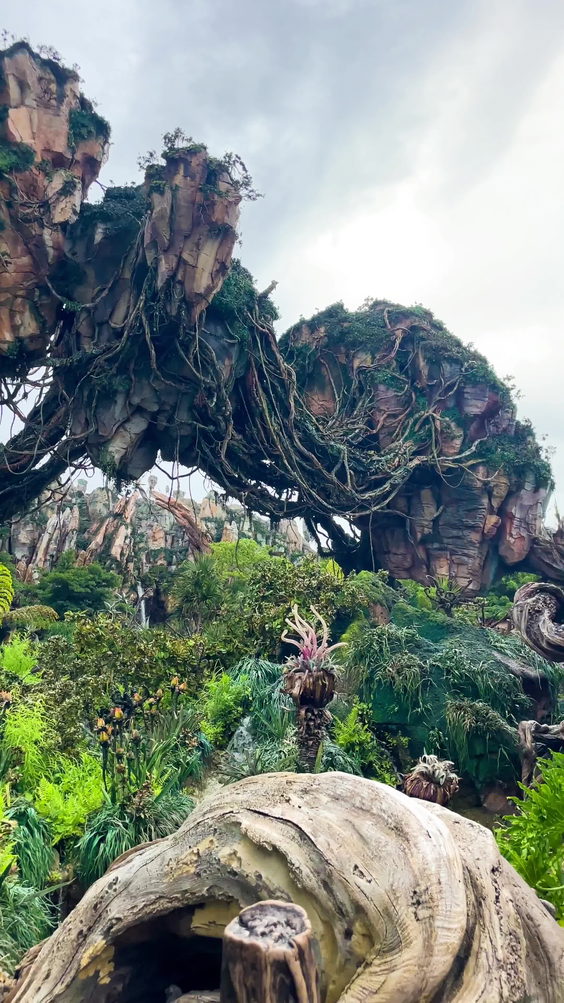 Disney's Animal Kingdom, Orlando Florida