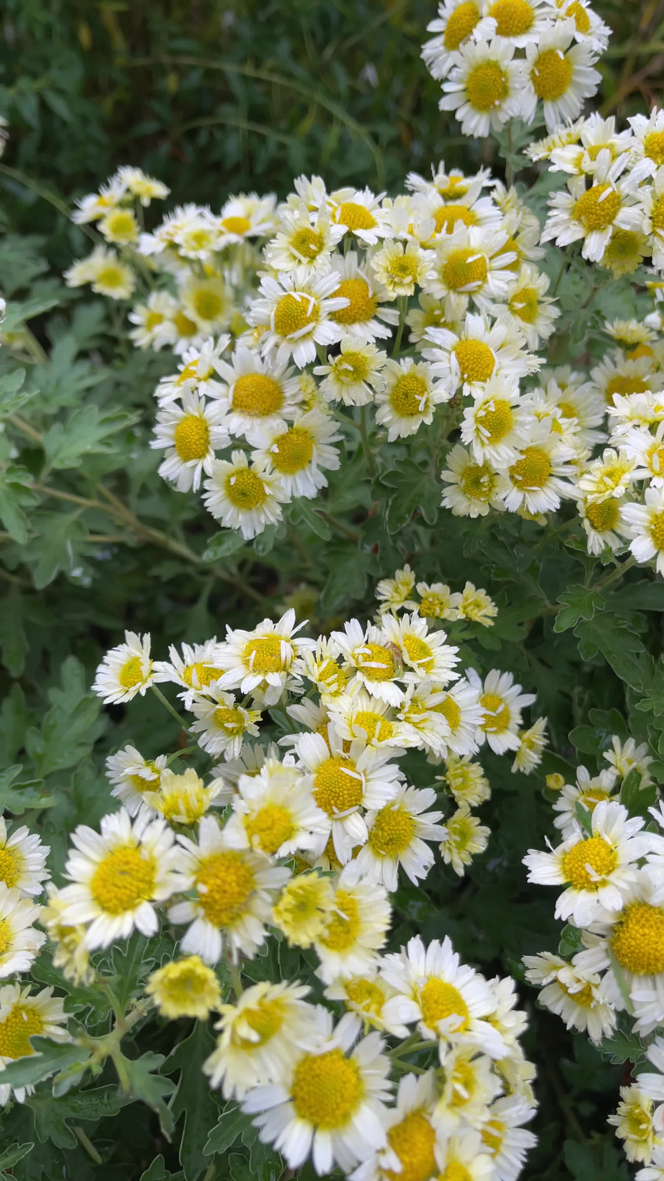 Video review of Bellevue Botanical Garden