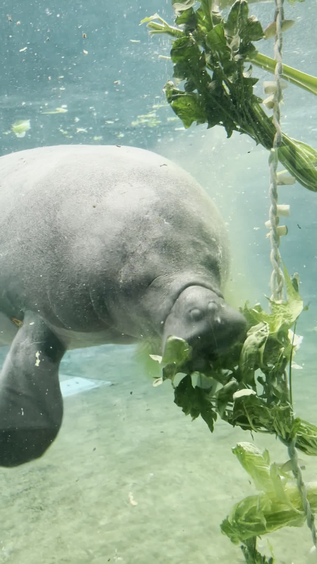 Video review of Safari Masai Mara