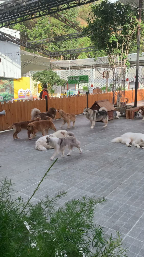 Puppy Farm