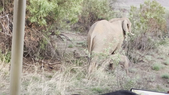 Sun city game drive