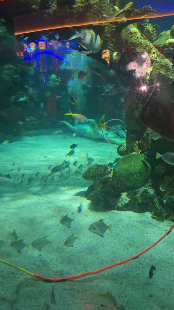 Silverton Mermaid Tank