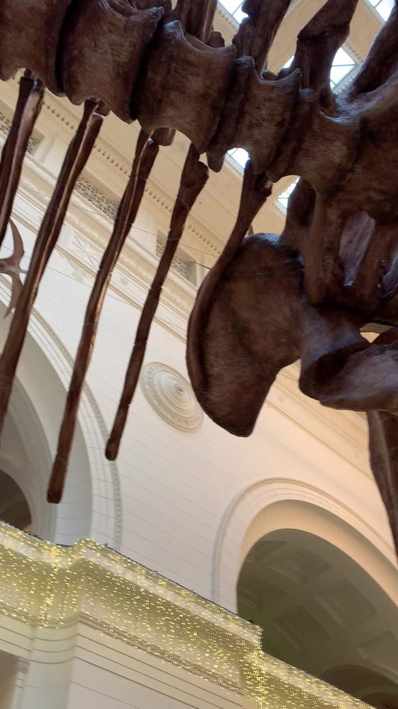 The Field Museum