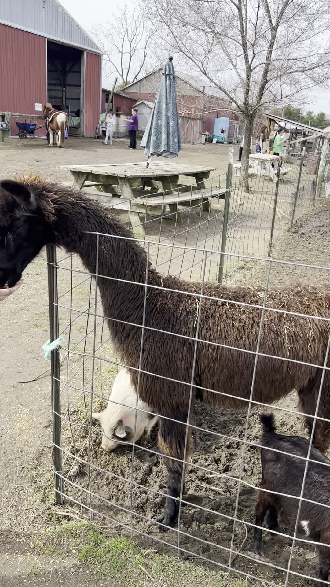 Lots of Love Farm Animal Sanctuary