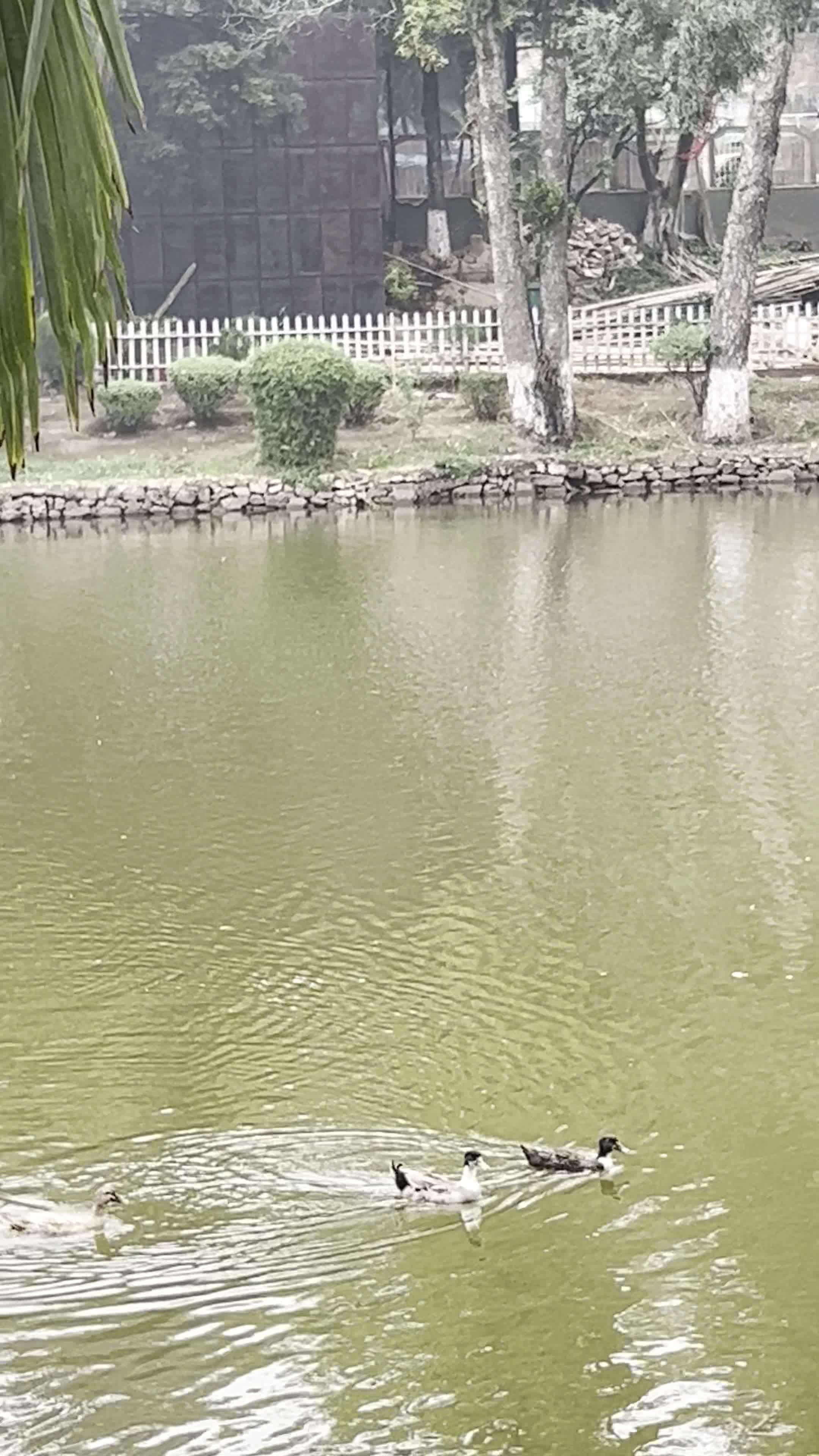 Ward's Lake