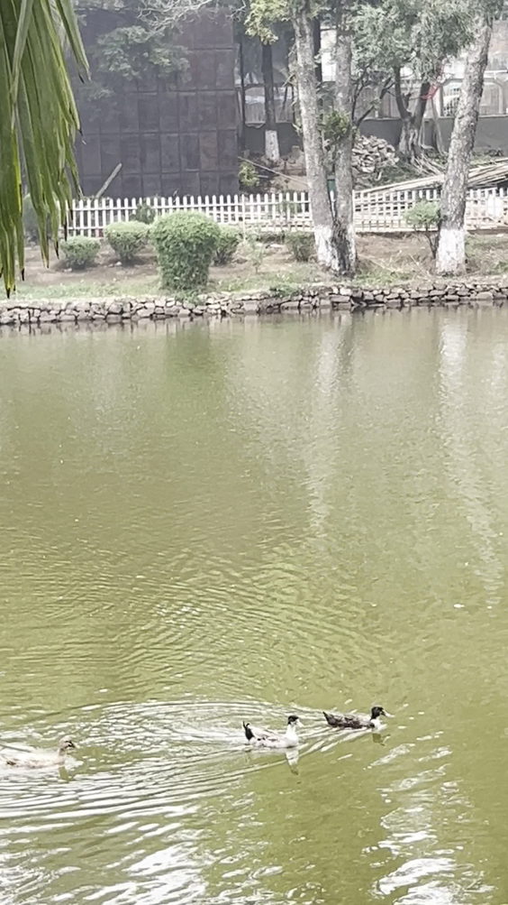 Ward's Lake