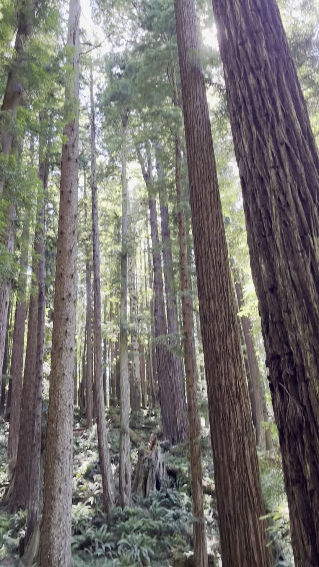 Arcata Community Forest