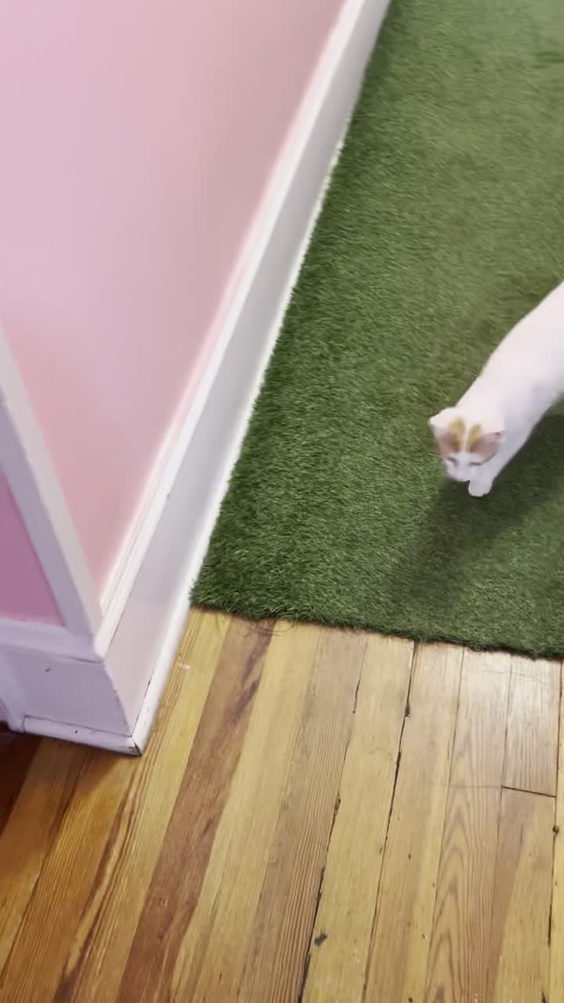 Cool Beans Cat Cafe