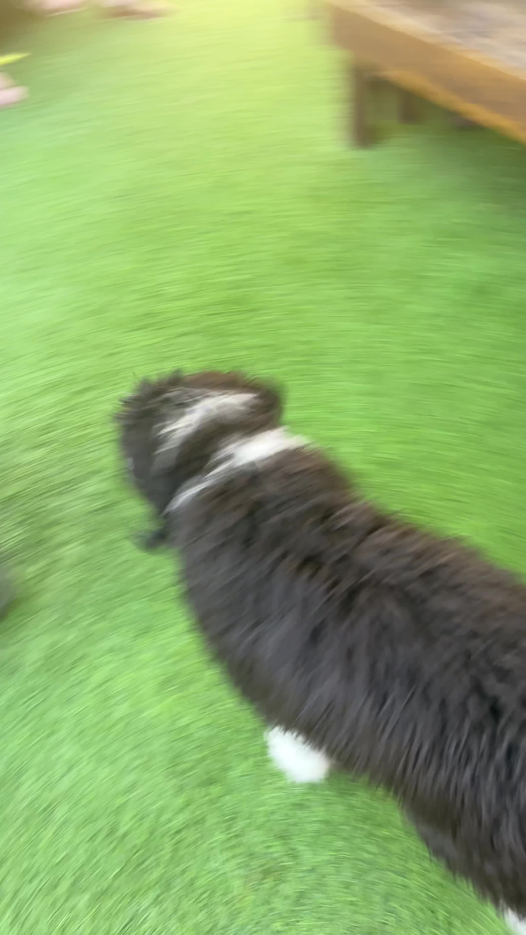 Video review of Dog Bar Saint Pete