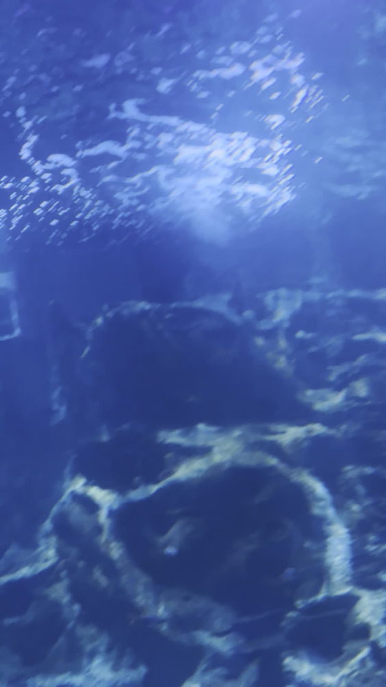 Newport Aquarium