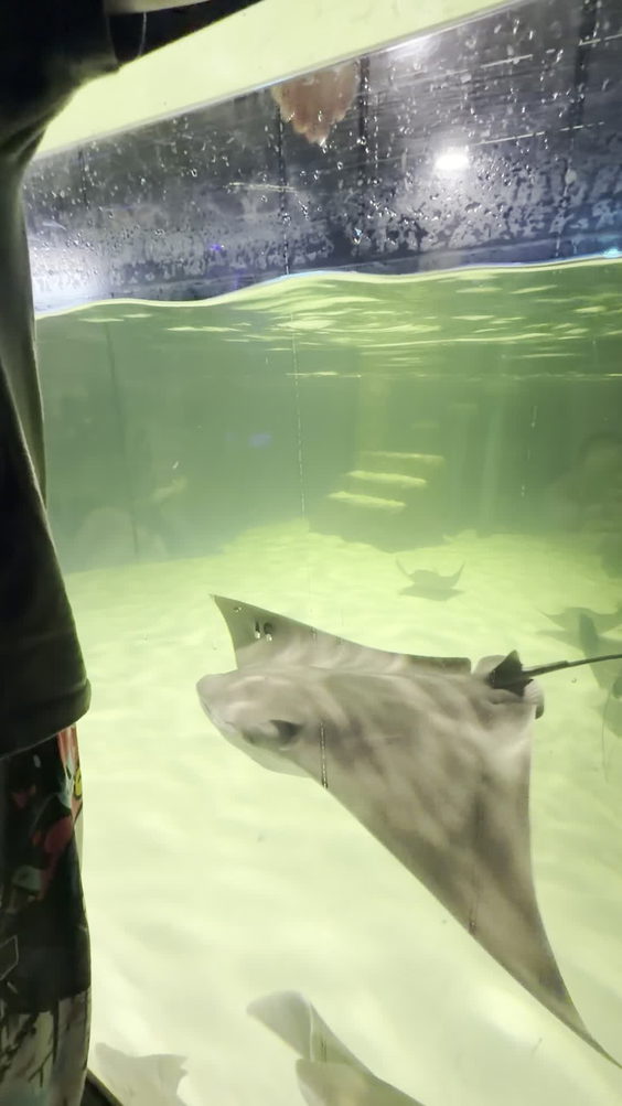 LegaSea Aquarium & The Reptarium
