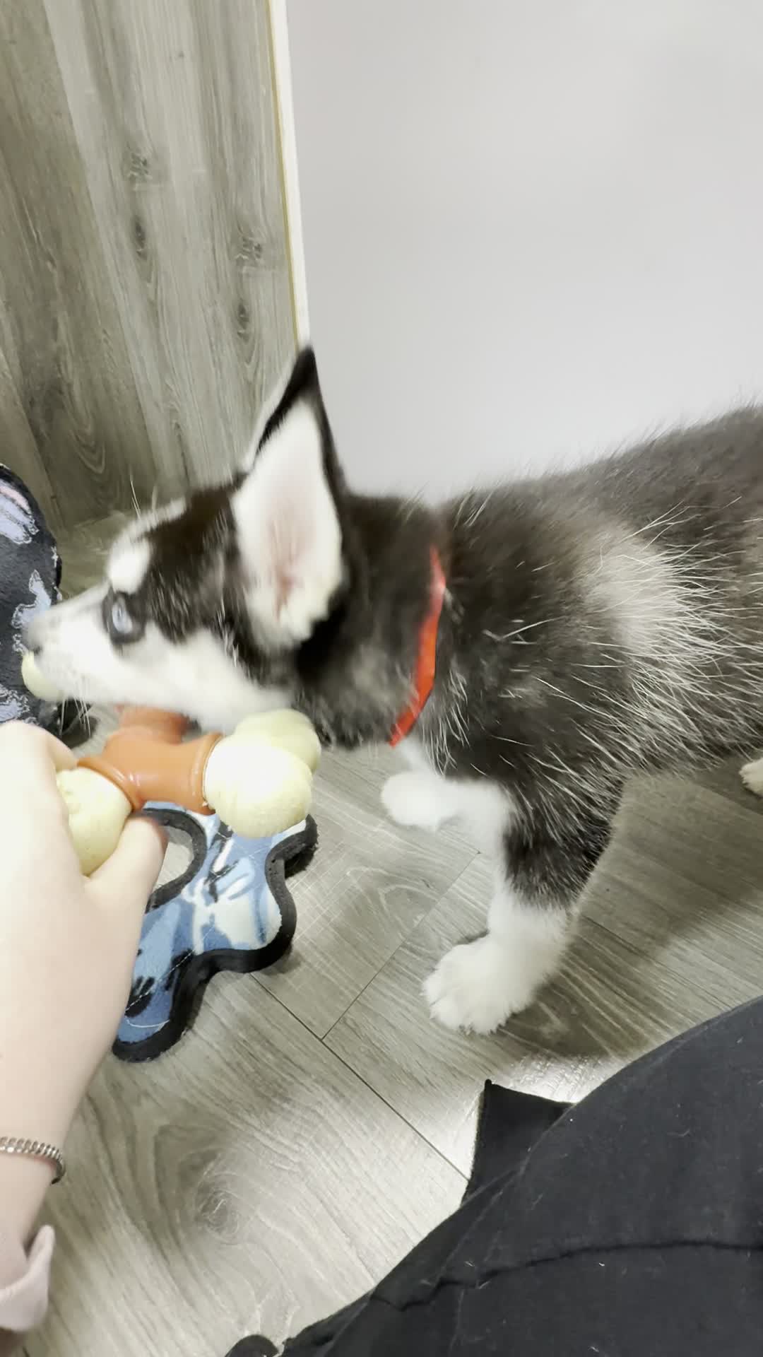 Uncle Bill's Pet Superstore