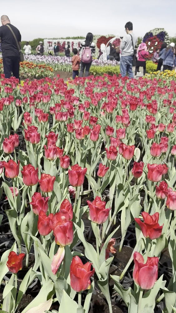 Zhongshe Flower Market