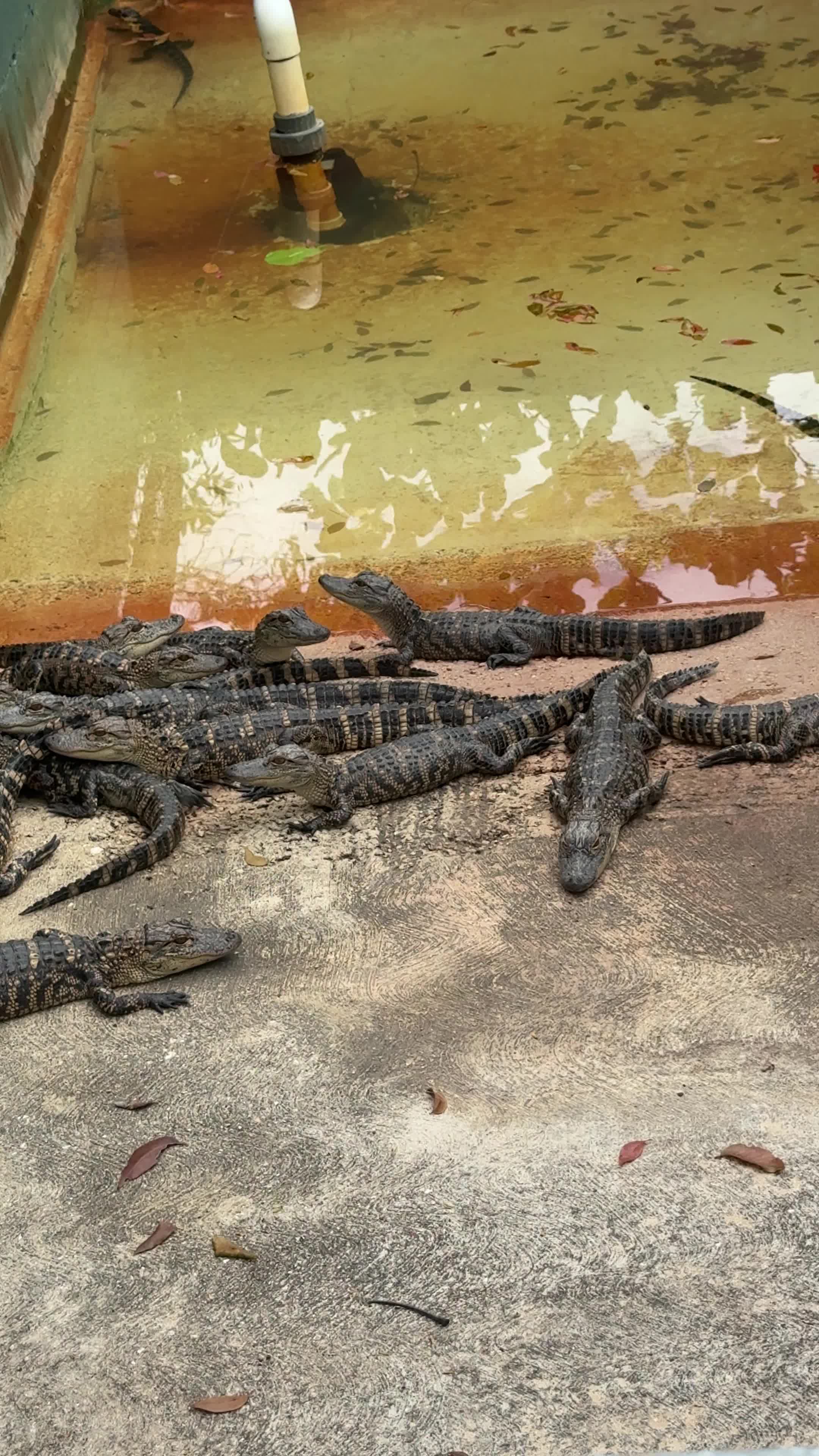 Video review of Gator Grill